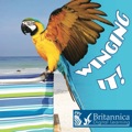 Winging It!
