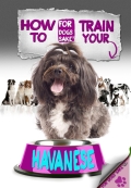 How To Train Your Havanese