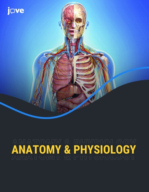 Cover image for book Anatomy & Physiology for Worcester Polytechnic Institute