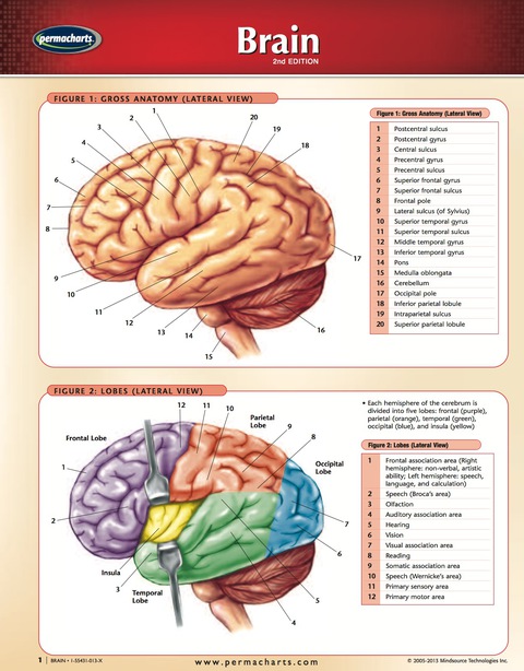 Cover image for book Brain Chart - Human Brain - Medicine and Anatomy - Nursing Quick Reference Guide
