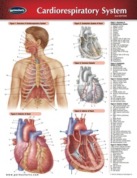 Cardiorespiratory System Chart - Medicine And Anatomy Quick Reference 