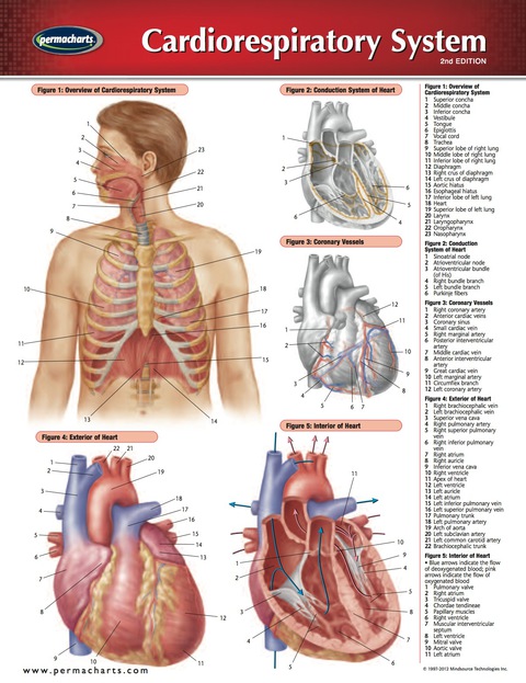 Cover image for book Cardiorespiratory System Chart - Medicine and Anatomy Quick Reference Guide