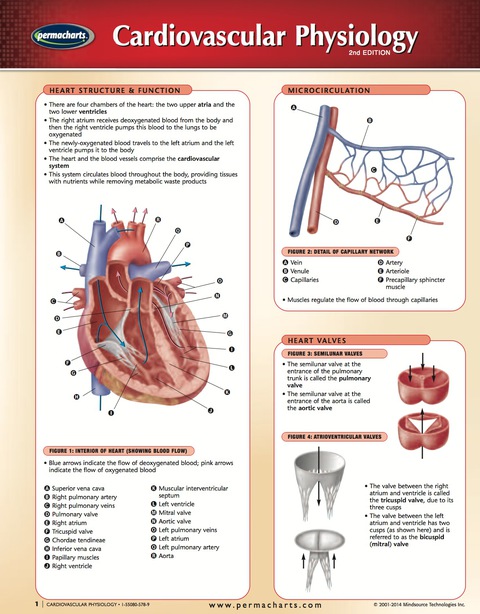 Cover image for book Cardiovascular Physiology Chart - Medicine and Anatomy - Quick Reference Guide