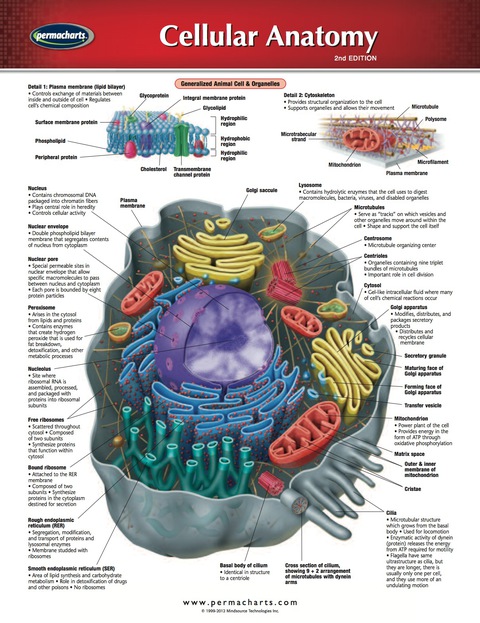 Cover image for book Cellular Anatomy Chart - Medicine and Anatomy Quick Reference Guide
