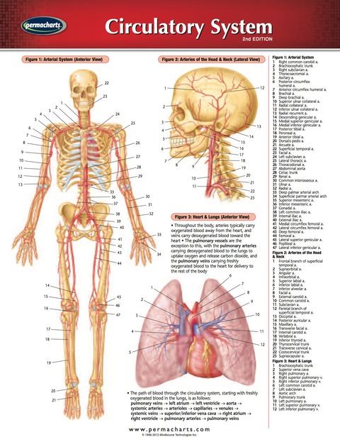 Cover image for book Circulatory System Chart - Medicine and Anatomy Quick Reference Guide