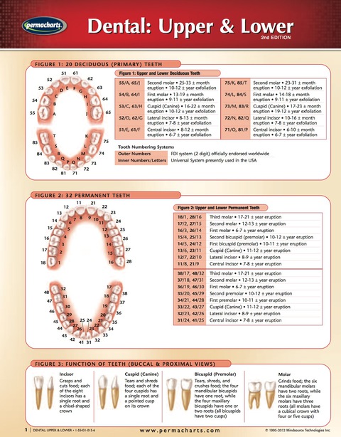 Cover image for book Dental: Upper & Lower Jaw/Teeth - Dental Quick Reference Guide