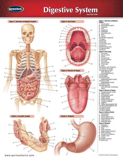 Cover image for book Digestive System Chart - Medicine and Anatomy Nursing Quick Reference Guide