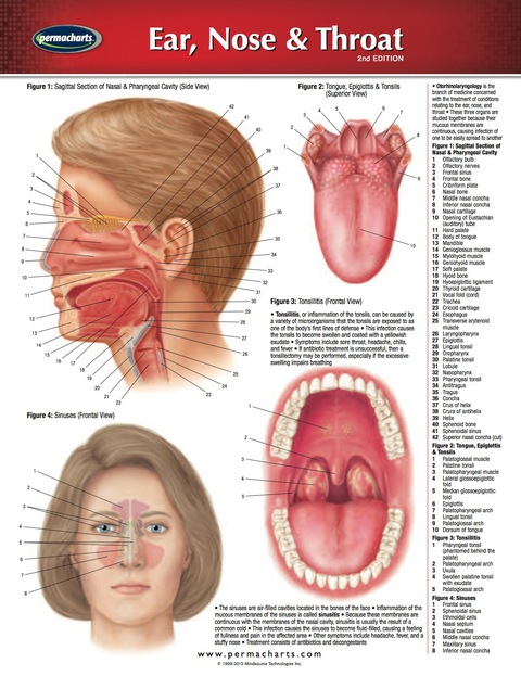 Cover image for book Ear, Nose & Throat Chart - Medicine and Anatomy Nursing Quick Reference Guide