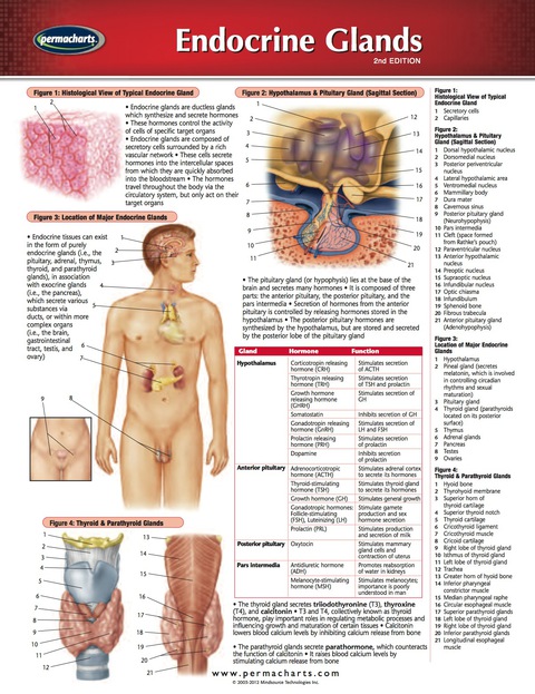 Cover image for book Endocrine Glands Chart  - Medicine and Anatomy Nursing Quick Reference Guide
