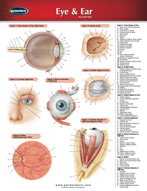 Cover image for book Eye & Ear Chart - Medicine and Anatomy Nursing Quick Reference Guide