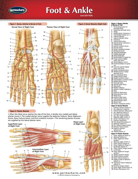 Cover image for book Foot & Ankle Chart - Medicine and Anatomy Nursing Quick Reference Guide