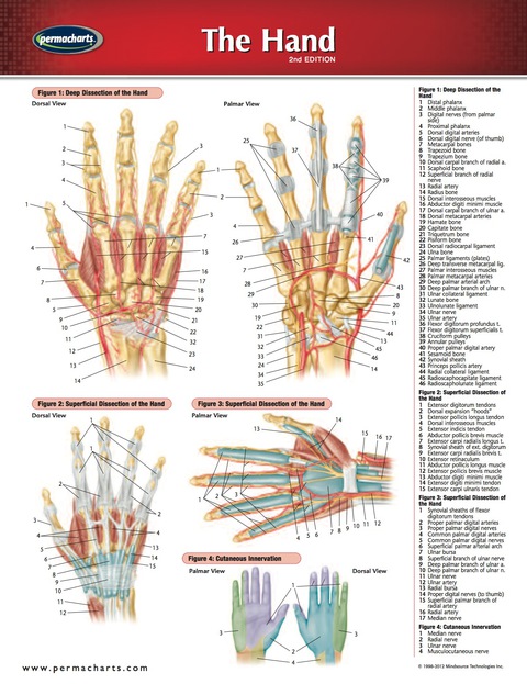 Cover image for book Hand Chart - Human Hand Medical and Anatomy Quick Reference Guide