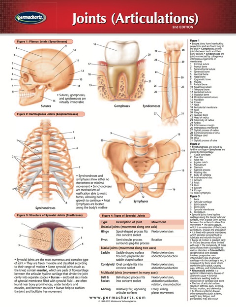 Cover image for book Joints Articulations Chart - Medicine and Anatomy Nursing Quick Reference Guide
