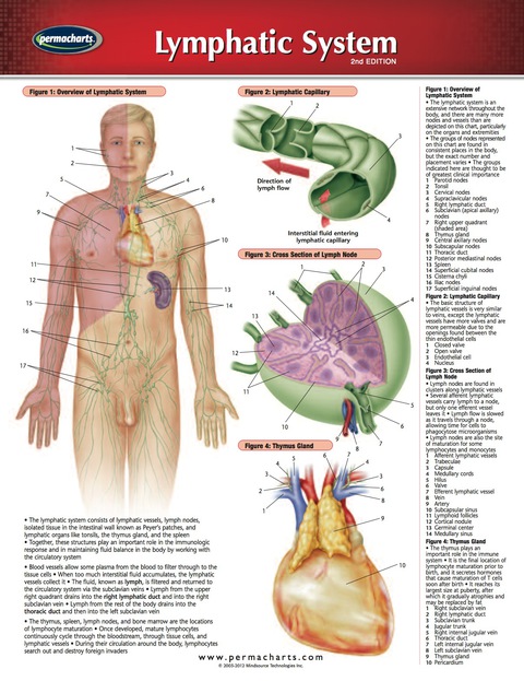 Cover image for book Lymphatic System Chart - Medicine and Anatomy Nursing Quick Reference Guide