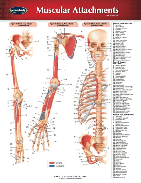 Cover image for book Muscular Attachments Chart - Medicine and Anatomy Nursing Quick Reference Guide