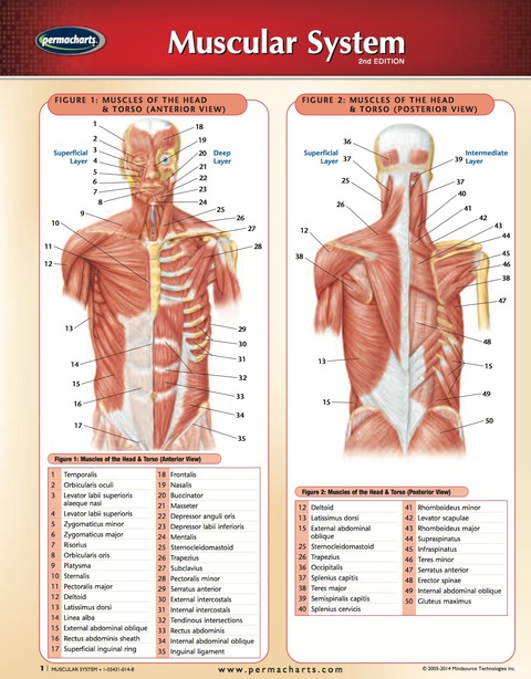 Cover image for book Muscular System Chart - Medicine and Anatomy Nursing Quick Reference Guide