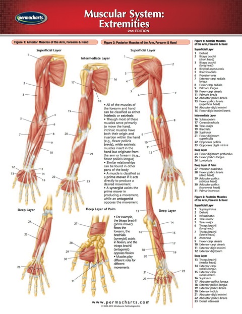 Cover image for book Muscular System: Extremities Chart - Medicine and Anatomy Nursing Quick Reference Guide