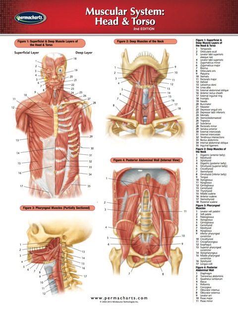 Cover image for book Muscular System: Head & Torso Chart - Medicine and Anatomy Nursing Quick Reference Guide
