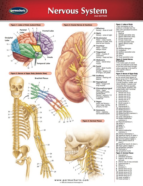 Cover image for book Nervous System Chart - Medicine and Anatomy Nursing Quick Reference Guide
