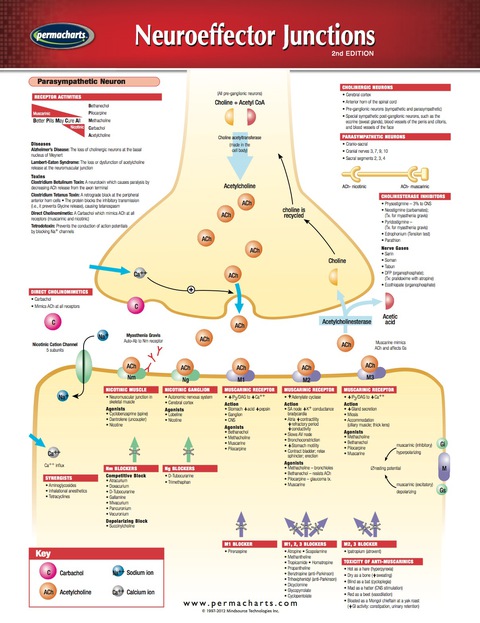 Cover image for book Neuroeffector Junctions Chart - Medicine and Anatomy Nursing Quick Reference Guide