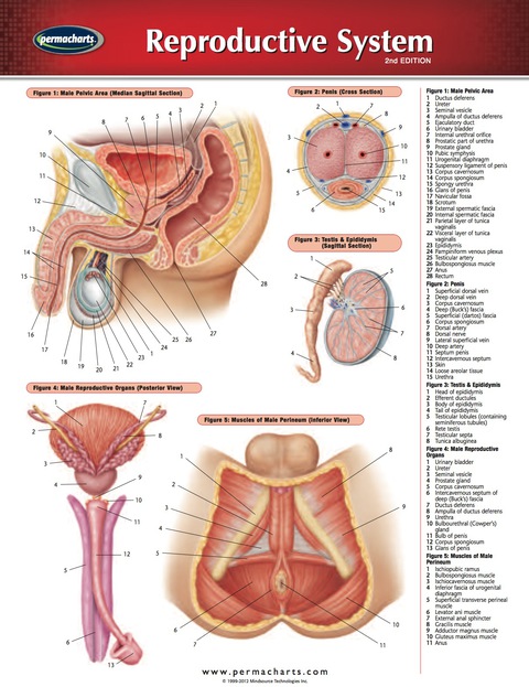 Cover image for book Reproductive System Chart - Medicine and Anatomy Quick Reference Guide