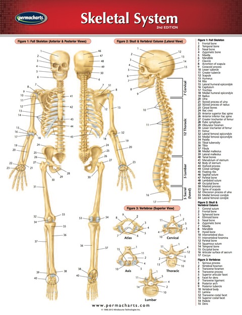 Cover image for book Skeletal System Chart - Medicine and Anatomy Quick Reference Guide