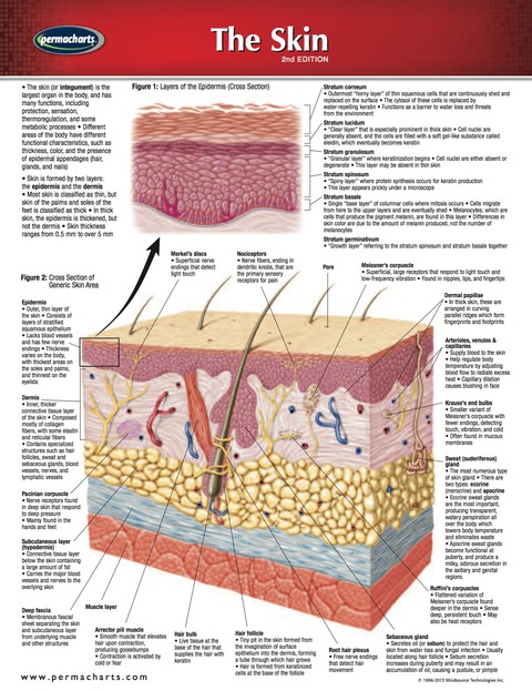 Cover image for book Skin Chart - Medicine and Anatomy Quick Reference Guide