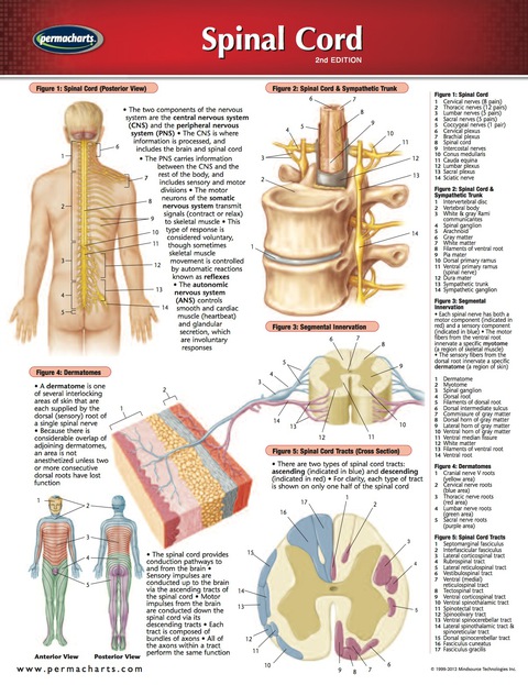 Cover image for book Spinal Cord Chart - Medicine and Anatomy Quick Reference Guide