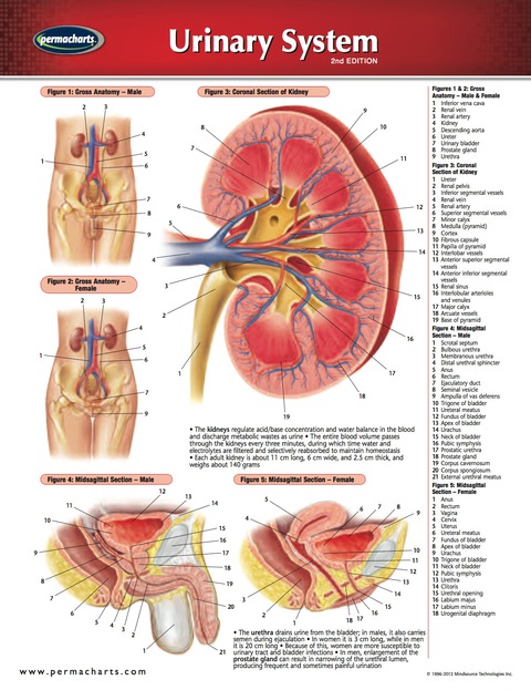 Cover image for book Urinary System Chart - Medicine and Anatomy Quick Reference Guide