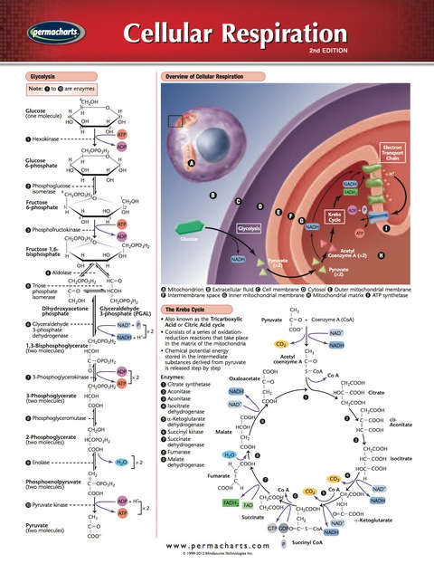 Cover image for book Cellular Respiration Chart - Medicine and Anatomy Quick Reference Guide
