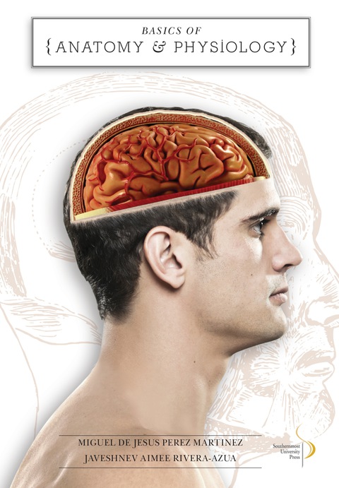 Cover image for book Basics of Anatomy and Physiology