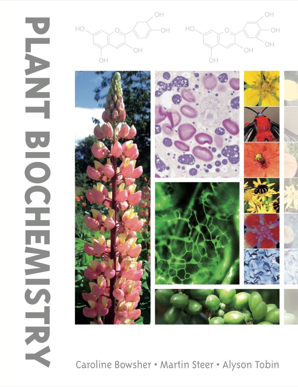 Plant Biochemistry (eBook) - Caroline Bowsher; Martin Steer; Alyson Tobin