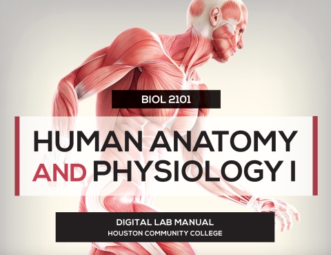 Cover image for book BIO 2101 HUMAN A&P LAB I (TH) 1E