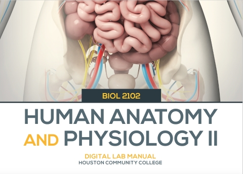 Cover image for book BIO 2102 A&P LAB II (TH) 1E