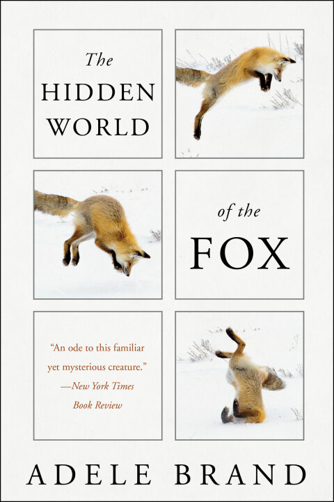 Cover image for book The Hidden World of the Fox