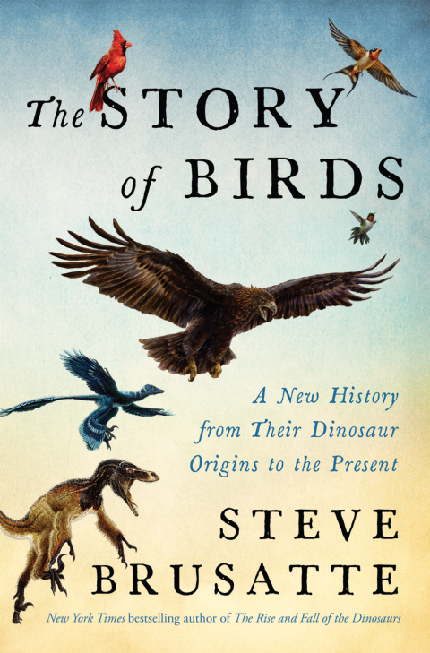 Cover image for book The Story of Birds