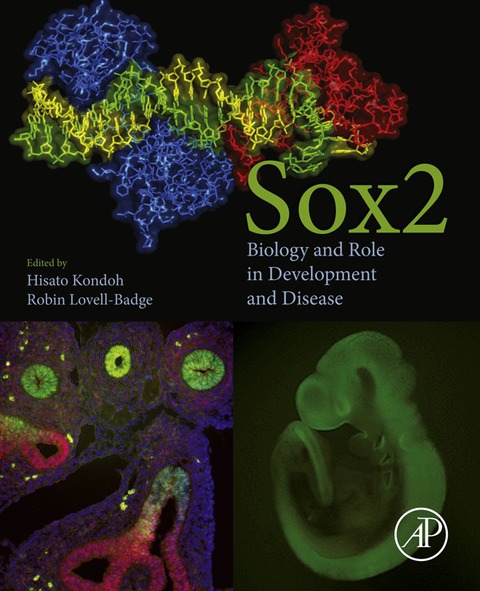 Cover image for book Sox2: Biology and Role in Development and Disease