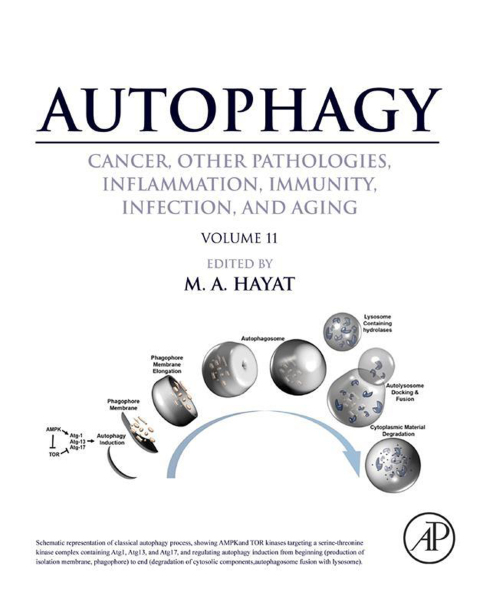 Cover image for book Autophagy: Cancer, Other Pathologies, Inflammation, Immunity, Infection, and Aging