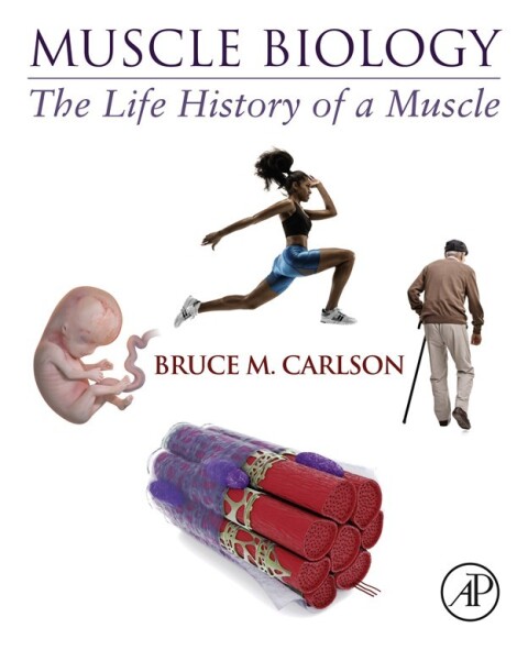 Muscle Biology 