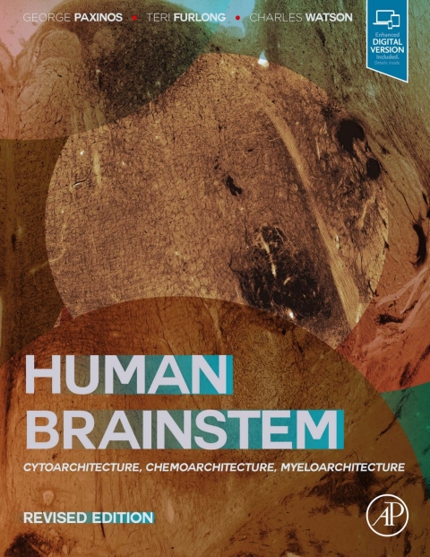 Human Brainstem 