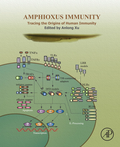 Cover image for book Amphioxus Immunity: Tracing the Origins of Human Immunity