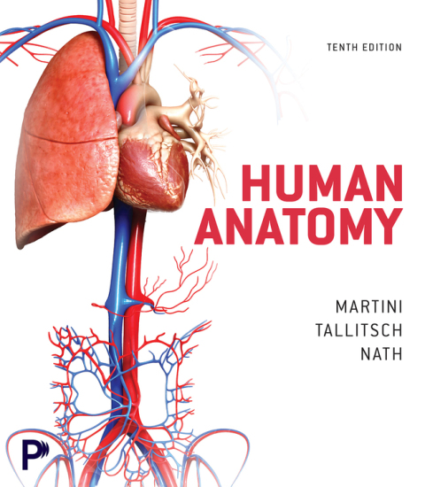 Cover image for book Human Anatomy (Pearson+)