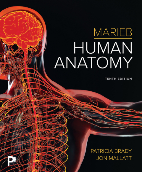 Cover image for book Marieb Human Anatomy (Pearson+)