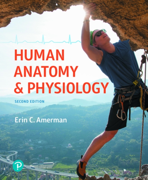 Cover image for book Human Anatomy & Physiology (Pearson+)