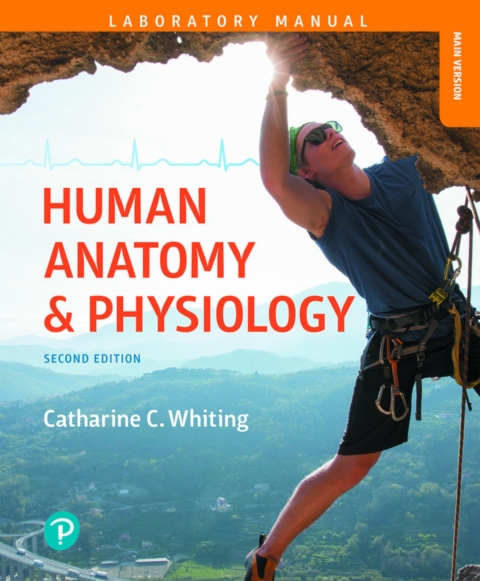 Cover image for book Human Anatomy & Physiology Laboratory Manual: Making Connections, Main Version (Pearson+)