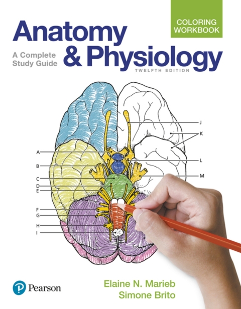 Cover image for book Anatomy and Physiology Coloring Workbook: A Complete Study Guide (Pearson+)