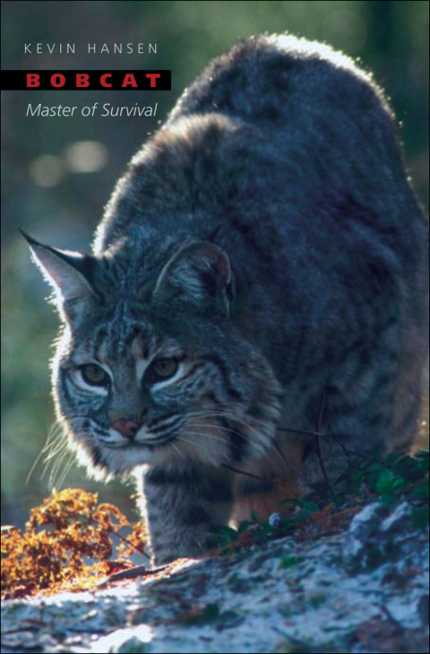 Cover image for book Bobcat