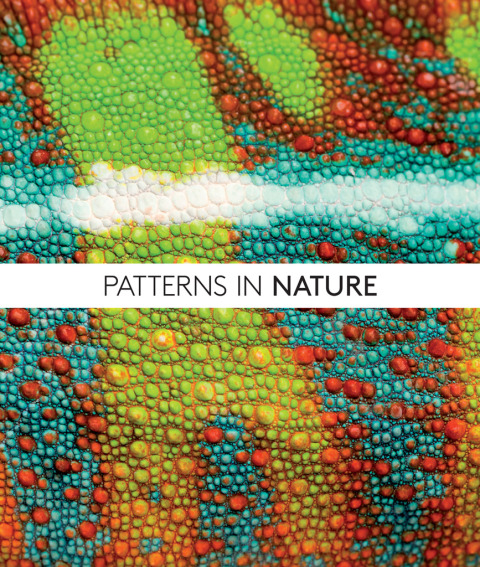 Patterns in Nature