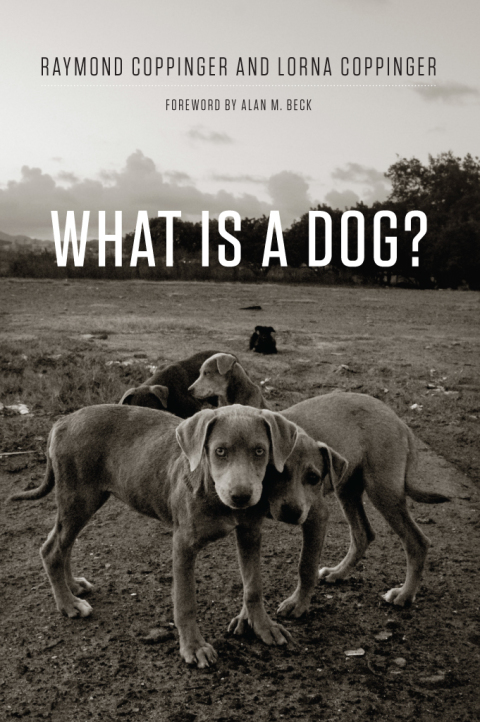 Cover image for book What Is a Dog?