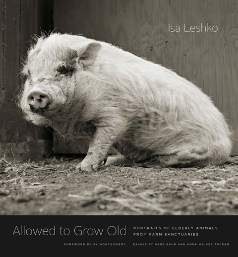 Cover image for book Allowed to Grow Old